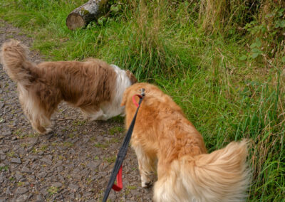 two dogs sniffing something