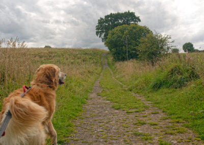 walking a dog in the countryside