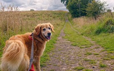 golden retriever on a stone path