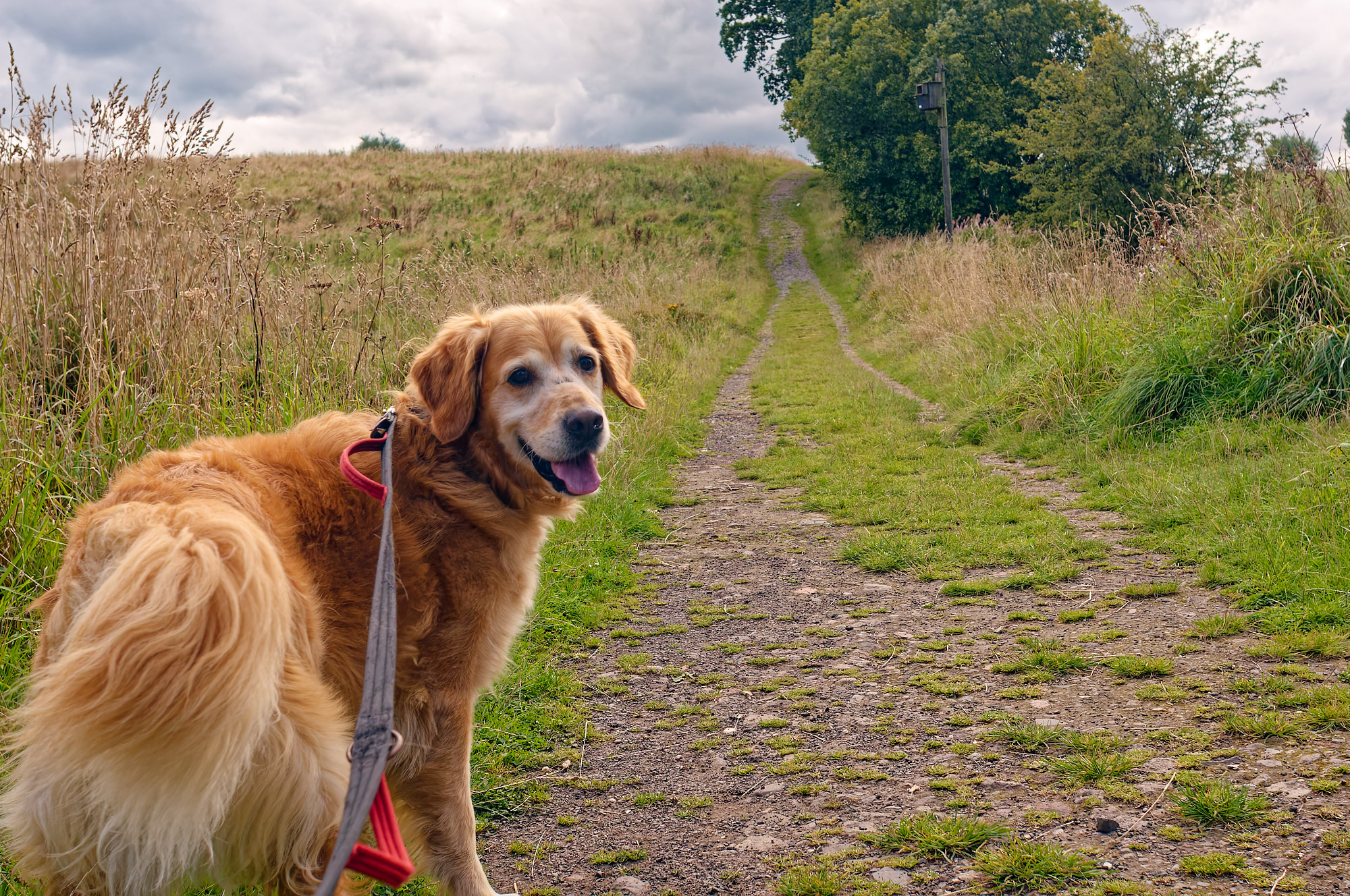 bracken golden retriever on a stone path