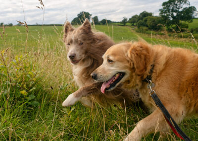 two dogs walking by my side