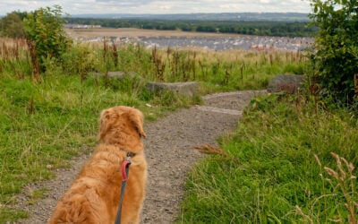 dog standing on a grass viewpoint