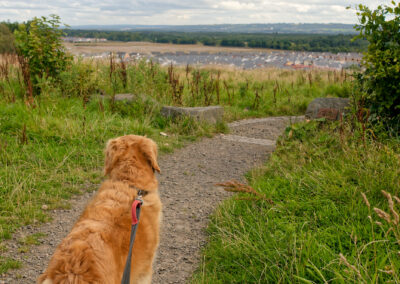 dog standing on a grass viewpoint