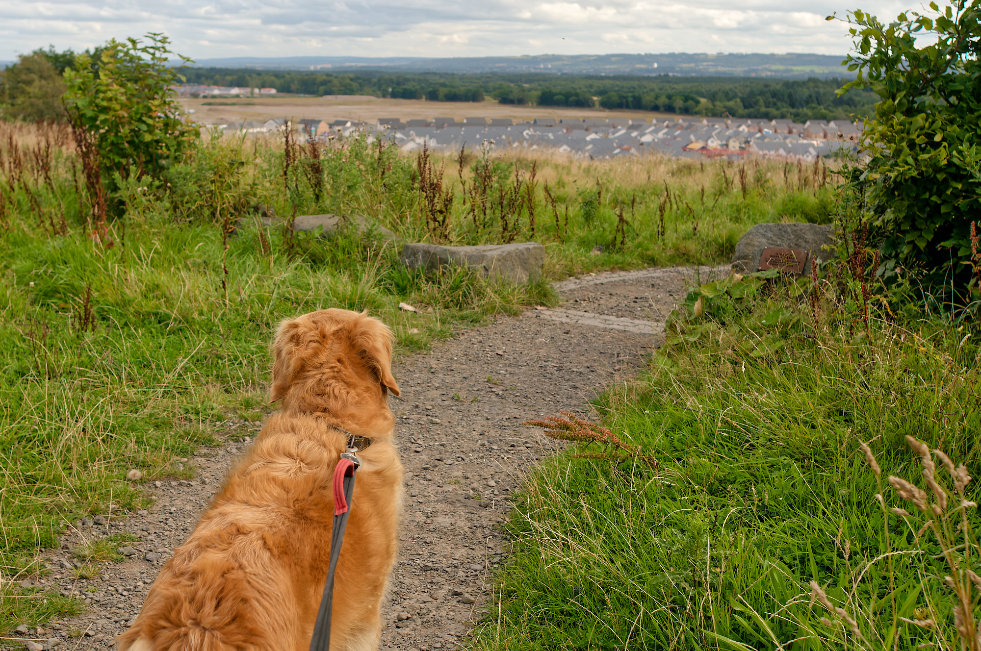 We’re now coming to the viewpoint dog standing on a grass viewpoint