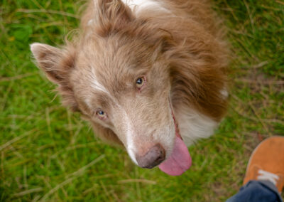 border collie up close