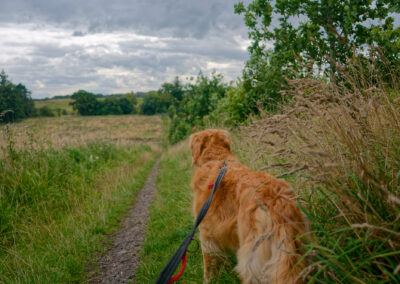 dog on a country stoll