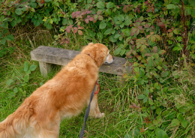 dog sniffing a bench