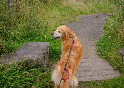 golden retriever on a lead