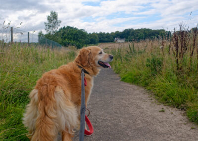 happy dog on a new walk