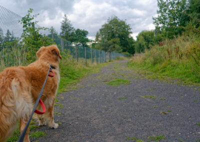 dog on a quiet path