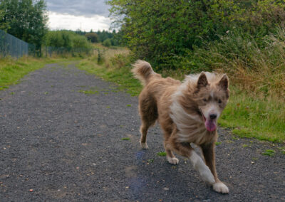 collie running