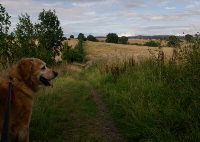 dog standing among farm fields