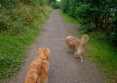 two dogs on a path