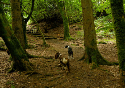 dogs on the scout trail in finlaystone