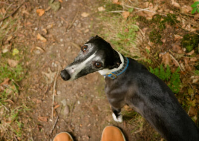 standing over a whippet