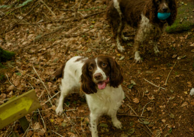 springer spaniel