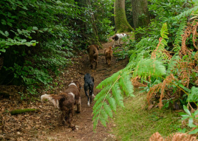 dogs on a woodland trail