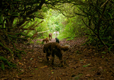 rhododendron tunnel