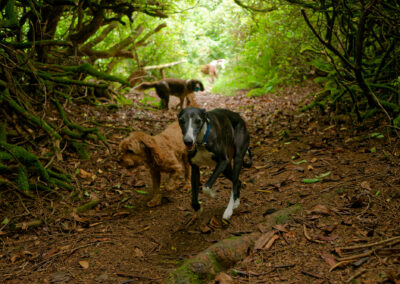 whippet in a woodland