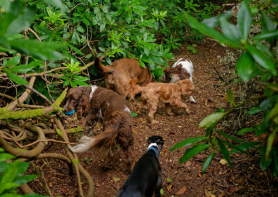 dogs sniffing