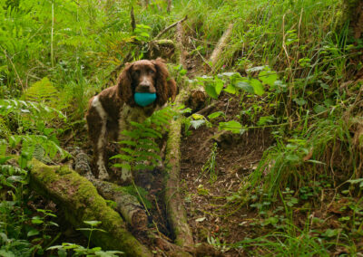 springer spaniel in a wood