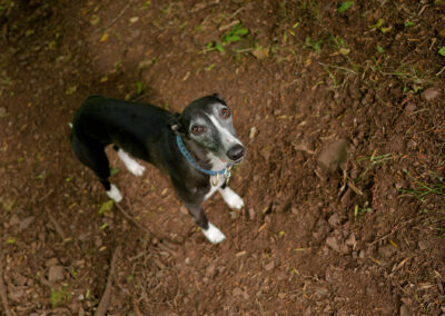 black and white whippet