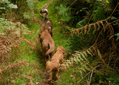 dogs walking single file