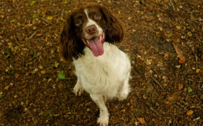 springer spaniel sitting for a photo