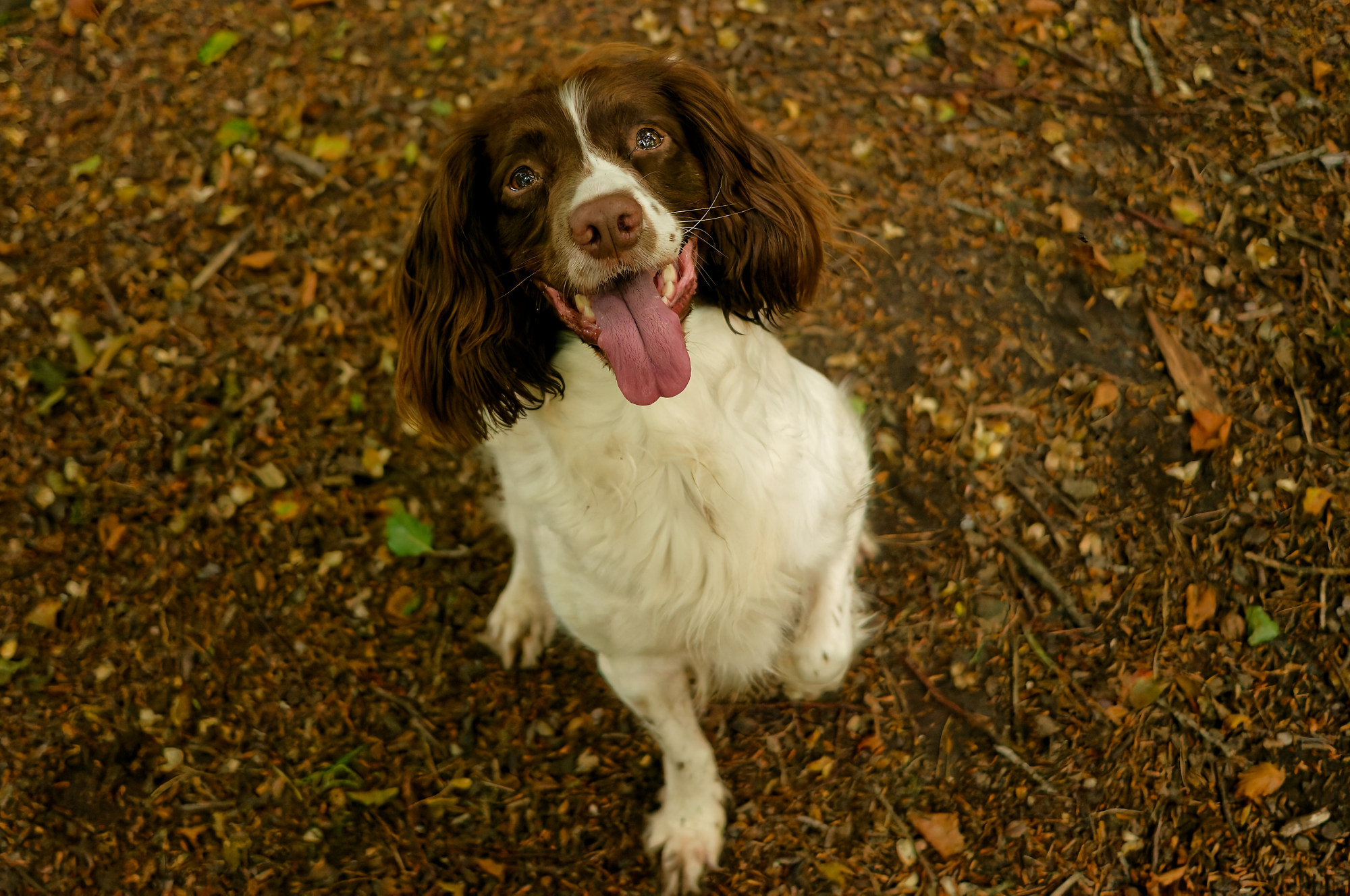 rowan the springer spaniel from langbank springer spaniel sitting for a photo