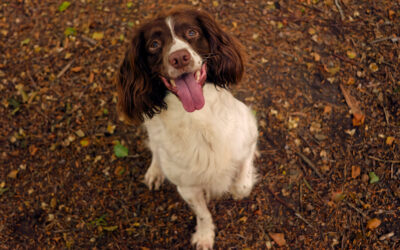 english springer spaniel sitting in a woodland