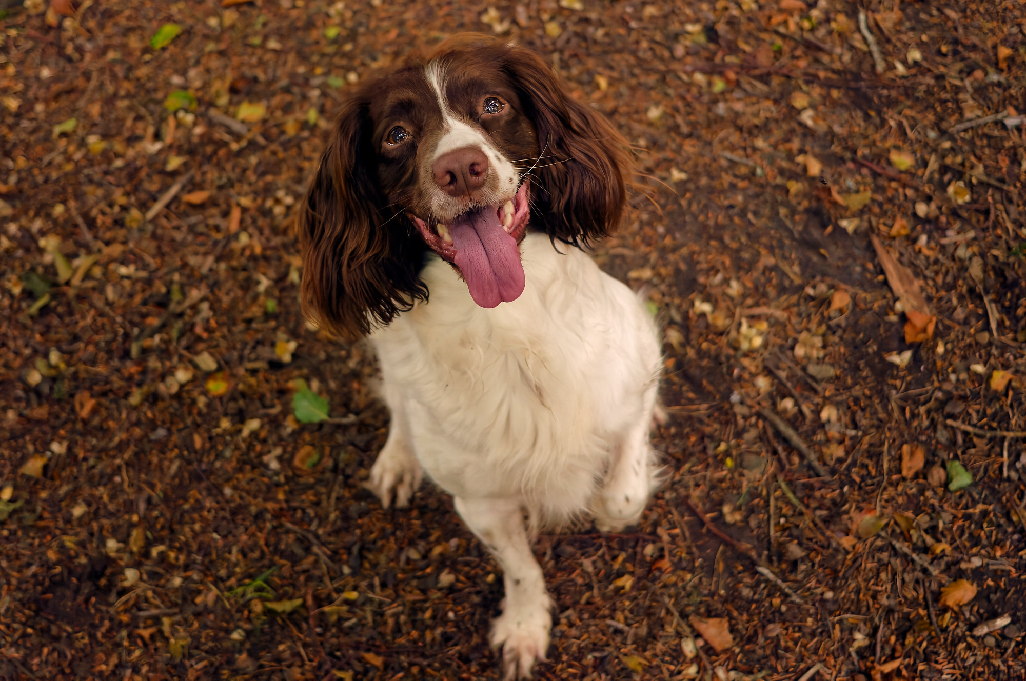 rowan english springer spaniel sitting in a woodland