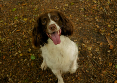 springer spaniel sitting for a photo