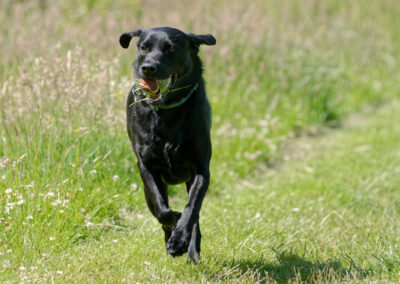 black lab with ball