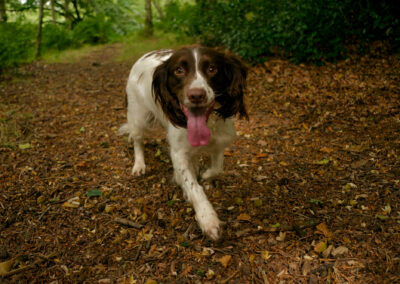 springer spaniel in a wood