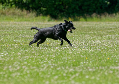 side view of a black labrador running