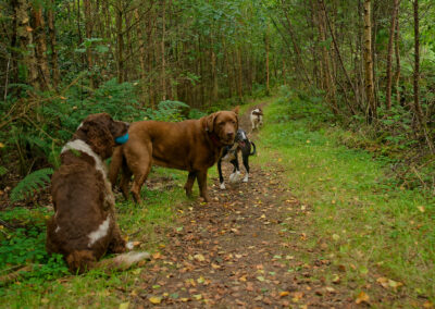 dogs on a trail