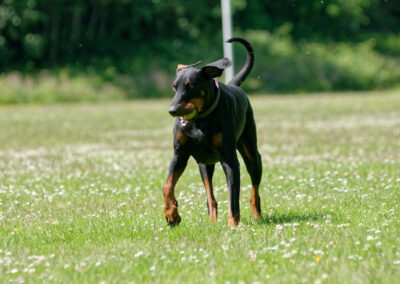 Doberman on a daisy covered field