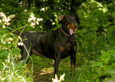 Doberman cooling off in the shade