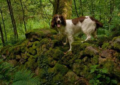 dog standing on a stone wall