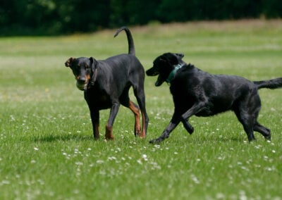 Doberman and black Labrador