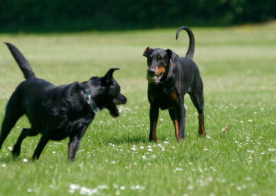 Doberman and Labrador after same ball