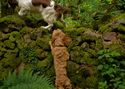 dog trying to get up on a stone wall