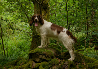 dog standing on a dry stone wall