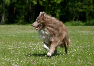 lilac border collie on grass in a sunny day