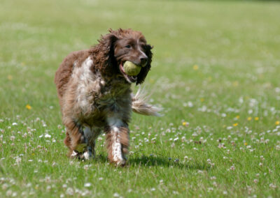 Old springer spaniel carrying a ball
