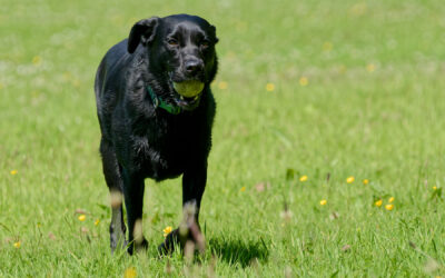 Black Labrador with ball