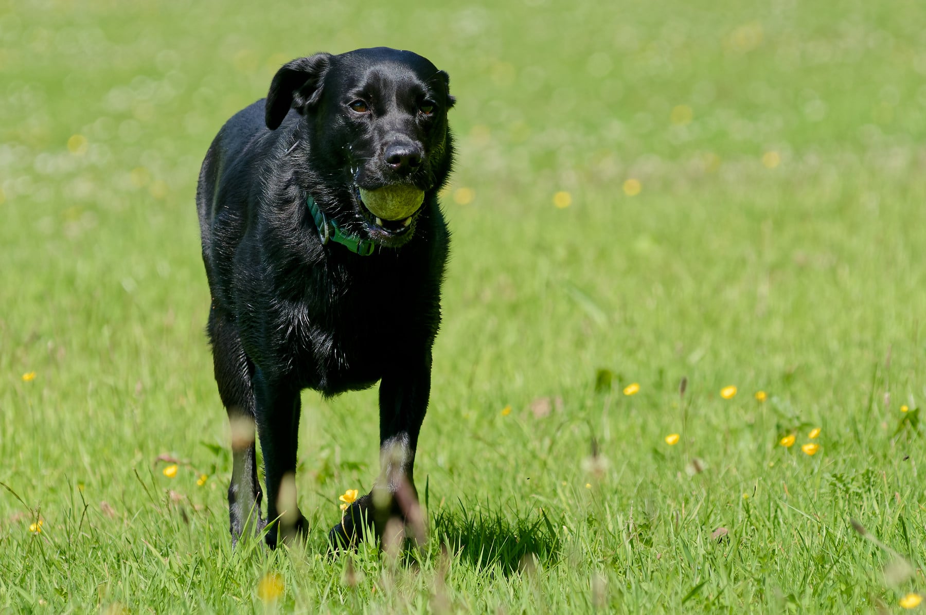 Black Labrador with ball