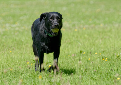 Black Labrador with ball