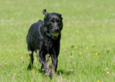 Dog walking at Parklea with a black Labrador