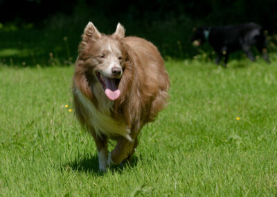 Lilac border collie